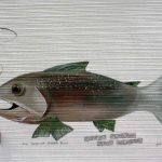 Tongaririo Green Trout Acrylic On Wallpaper