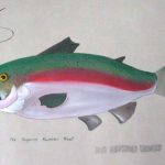 Tongariro Rainbow Trout Acrylic On Wallpaper